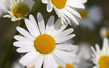 Plants, Flowers, Camomile HD wallpaper