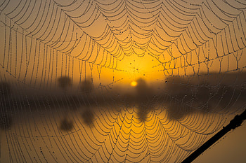 Web, Drops, Macro, Wet, Blur, Smooth HD wallpaper
