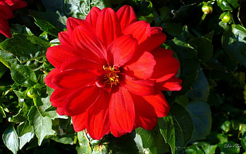 Beauty of Red, summer, , red, flower HD wallpaper