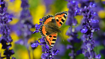 Flowers, Macro, Close-Up, Butterfly, Tortoiseshell Butterfly, Turtle Butterfly HD wallpaper