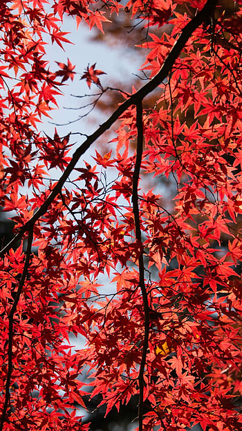 Fiery red maple leaves, Autumn wonders, Striking colors, Nature's artistry HD phone wallpaper