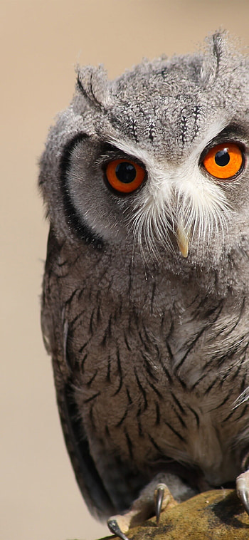 White-faced owl, Owls HD phone wallpaper