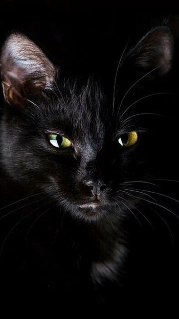 Black Colour, Black Colour Cat, Black Cat HD phone wallpaper