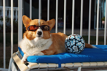 Animals, Beach, To Lie Down, Lie, Dog, Ball, Sunglasses HD wallpaper