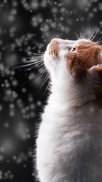 Cat watching the snow, , Cozy and warm, Winter wonderland HD phone wallpaper