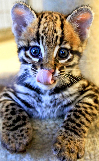 Ocelot , Graceful wildcat, Striking poses, Mysterious aura HD phone wallpaper