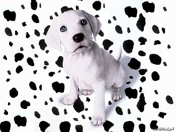dalmation who exploded, dogs HD wallpaper