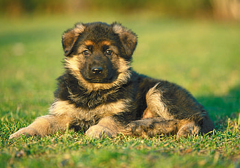 Animals, Grass, Dog, Puppy HD wallpaper