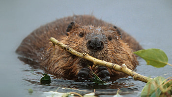 Beaver, Top beaver backgrounds HD wallpaper
