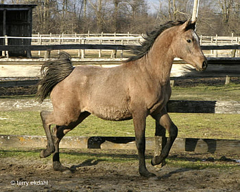 grey purebred arabian, arabian, horses, purebred, grey HD wallpaper