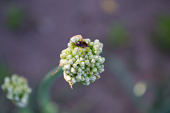 Flower, Macro, Bug, Beetle HD wallpaper