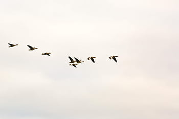 A group of birds flying in formation across a clear sky, showcasing natural avian beauty. HD wallpaper