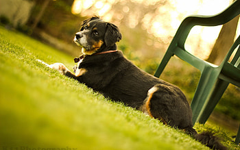 Animals, Grass, Chair, To Lie Down, Lie, Dog, Muzzle HD wallpaper