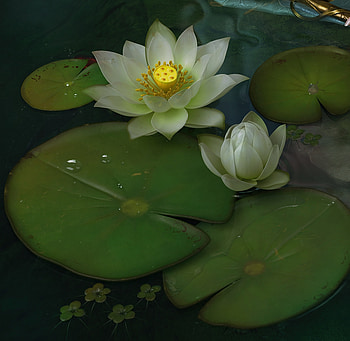 Lotuses, cgart, white, art, fantasy, cg, green, flower, lotus HD wallpaper
