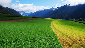 Nature, Grass, Summer, Field HD wallpaper