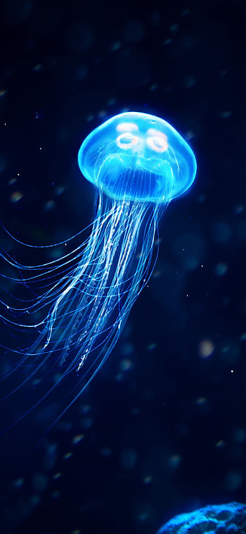 of jellyfish, Mobile marvels, Jellyfish backgrounds, Underwater elegance HD phone wallpaper