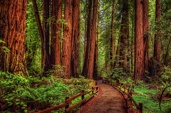 Macmillan provincial park, woods, path, beautiful, grass, walk, serenity, nice, park, quiet, provincial, trees, greenery, nature, Macmillan, lovely, calmness HD wallpaper