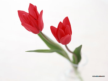 Reaching For The Sky, two, stems, vase, tulips, leaves, cuts, red, glass, water, clear HD wallpaper