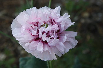 Flowers, Flower, Petals, Close-Up HD wallpaper