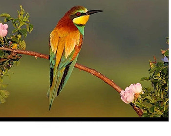 pretty bird, wings, flying, feathers, bird HD wallpaper