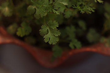 Micro coriander , Studio art smile, Artistic representation, Miniature plant HD wallpaper