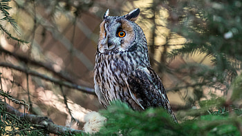 Owl, animal, hi, bird, , tree HD wallpaper