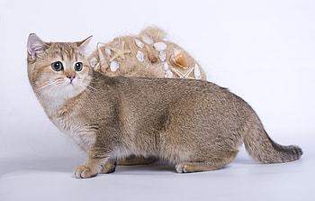 Animals, Cat, Fright, Look Around, Look Back HD wallpaper