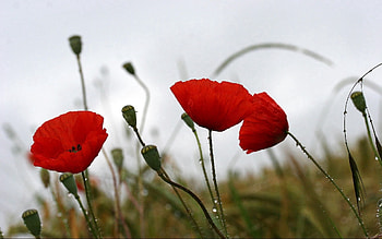 Flowers, Poppies, Drops, Field, Overcast, Mainly Cloudy HD wallpaper