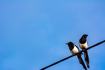 Animals, Birds, Sky, Wire, Magpies HD wallpaper