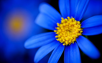 Plants, Flowers HD wallpaper