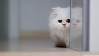 Beautiful White Cat ... , Feelings, White, Pink, Love, Cute, Smile, Animals, Softness, Sweet, Beautiful, Sad, White cat, , Still Life, Cat HD wallpaper