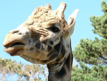 Giraf - 02, animal, giraf, nature, wild life HD wallpaper