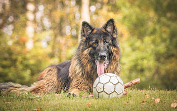 Animals, Grass, Dog, Ball HD wallpaper