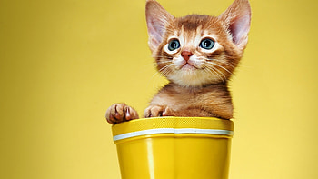 Animals, Cats HD wallpaper