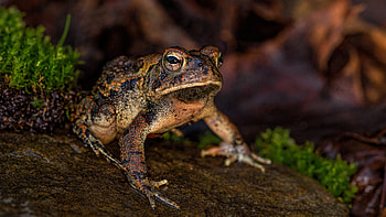 toad frog, Macro graphy, Rock aesthetics, Nature's artistry HD wallpaper