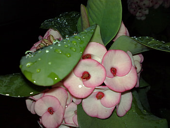 gina's flowers, different kinds HD wallpaper