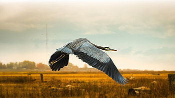 Close Up Of Heron Flying Over Field Against Sky, heron, birds, animals, sky HD wallpaper