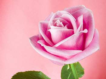 MEANING, ROSE, , PINK HD wallpaper