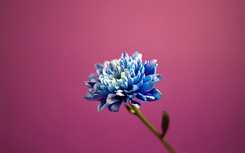 Plants, Flowers HD wallpaper
