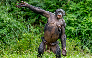 Friendly bonobo gesture, Mother and child, Lovely day HD wallpaper