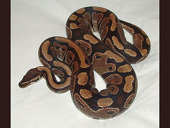 Ball_Python, cool, beautiful, , ball-python HD wallpaper
