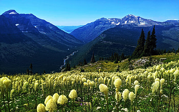 Bear grass via Highline Trail, Glacier NP, meadow, mountains, trees, landscape, montana, usa HD wallpaper