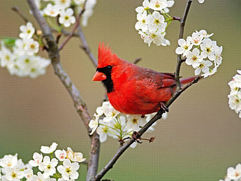 Animals, Birds HD wallpaper