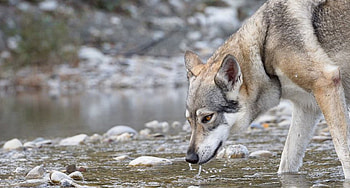 cool wolf, white, timber, saying, black, wolves, , wolf, canislupus, howling, wolf art, wisdom HD wallpaper