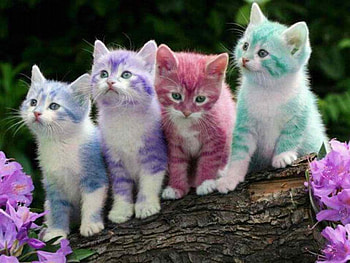 PASTEL COLOR KITENS, GREEN, PASTEL, PURPLE, RED, CATS, BLUE HD wallpaper