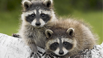 Captivating raccoon, Artistic interpretation, Mesmerizing charm, Visual delight HD wallpaper