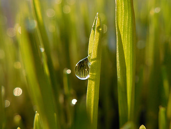 Close up, grass, water drops, blur HD wallpaper