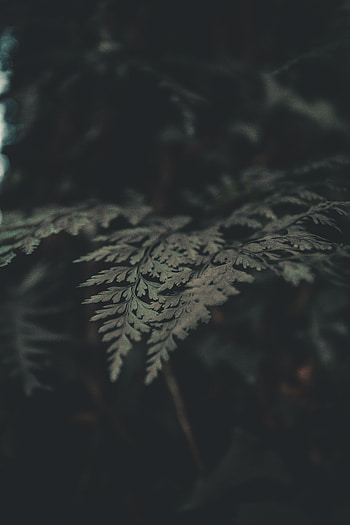 Leaves, Plant, Macro, Fern HD phone wallpaper