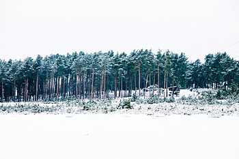 Winter, Nature, Trees, Forest HD wallpaper