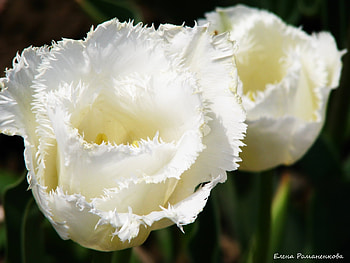 Plants, Flowers HD wallpaper